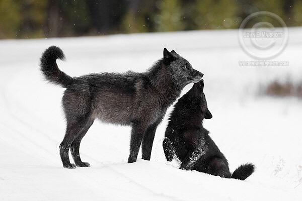 A collection of favorite wolf photographs by Canadian Wilderness ...