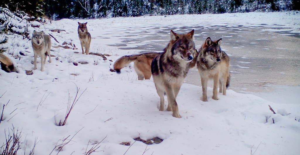 People & Wolves adds two interviewees to the production schedule ...